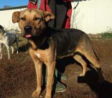 PANDORA, Hund, Mischlingshund in Ungarn - Bild 7