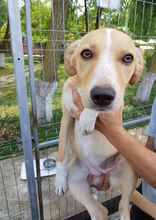 MAE, Hund, Mischlingshund in Rumänien - Bild 10
