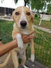 MAE, Hund, Mischlingshund in Rumänien - Bild 12