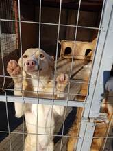 MAE, Hund, Mischlingshund in Rumänien - Bild 4