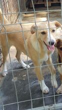 MAE, Hund, Mischlingshund in Rumänien - Bild 5