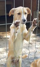 MAE, Hund, Mischlingshund in Rumänien - Bild 6