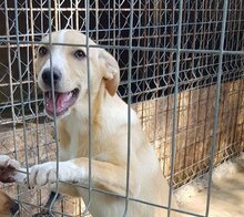 MAE, Hund, Mischlingshund in Rumänien - Bild 7