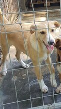 MAE, Hund, Mischlingshund in Rumänien - Bild 8