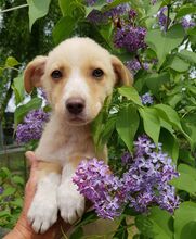 MAE, Hund, Mischlingshund in Rumänien - Bild 9