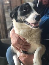 DENNIS, Hund, Mischlingshund in Rumänien - Bild 3
