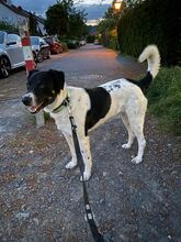 BUDDY, Hund, Mischlingshund in Hennef