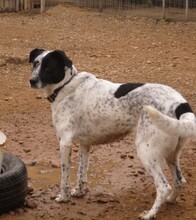 BLANCA, Hund, Mischlingshund in Spanien