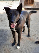 REGUILA, Hund, Mischlingshund in Portugal - Bild 6