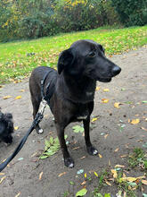 AKIMA, Hund, Mischlingshund in Köln - Bild 4