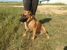 CSABI, Hund, Mischlingshund in Ungarn - Bild 2