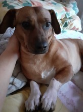 MASZA, Hund, Mischlingshund in Hopsten - Bild 3