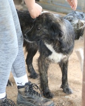 PAMELA, Hund, Mischlingshund in Griechenland - Bild 2