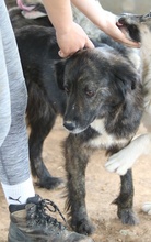 PAMELA, Hund, Mischlingshund in Griechenland - Bild 3