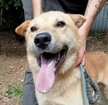 AKIM, Hund, Shar Pei-Mix in Slowakische Republik - Bild 10