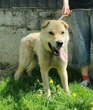 AKIM, Hund, Shar Pei-Mix in Slowakische Republik - Bild 11