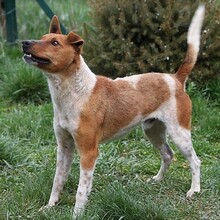 GUSZTI, Hund, Mischlingshund in Ungarn - Bild 1