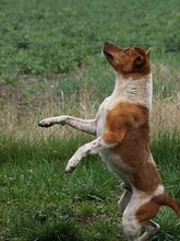 GUSZTI, Hund, Mischlingshund in Ungarn - Bild 2