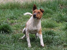 GUSZTI, Hund, Mischlingshund in Ungarn - Bild 3