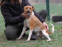 GUSZTI, Hund, Mischlingshund in Ungarn - Bild 5