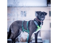DODO, Hund, Mischlingshund in Röttenbach - Bild 2
