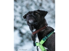DODO, Hund, Mischlingshund in Röttenbach - Bild 5
