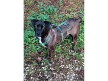DODO, Hund, Mischlingshund in Röttenbach - Bild 9