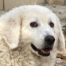 BIANCHETTA, Hund, Maremmano-Mix in Italien - Bild 1