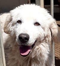 BIANCHETTA, Hund, Maremmano-Mix in Italien - Bild 11