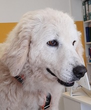 BIANCHETTA, Hund, Maremmano-Mix in Italien - Bild 19