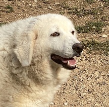BIANCHETTA, Hund, Maremmano-Mix in Italien - Bild 5