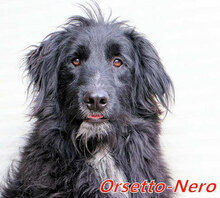 ORSETTONERO, Hund, Mischlingshund in Italien - Bild 1
