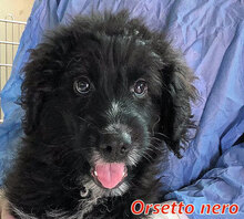 ORSETTONERO, Hund, Mischlingshund in Italien - Bild 11