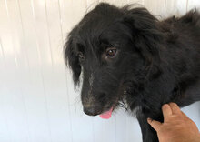 ORSETTONERO, Hund, Mischlingshund in Italien - Bild 16