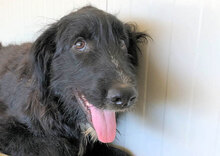 ORSETTONERO, Hund, Mischlingshund in Italien - Bild 17