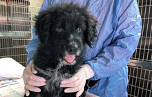ORSETTONERO, Hund, Mischlingshund in Italien - Bild 19