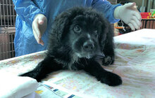 ORSETTONERO, Hund, Mischlingshund in Italien - Bild 20