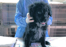 ORSETTONERO, Hund, Mischlingshund in Italien - Bild 21
