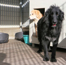 ORSETTONERO, Hund, Mischlingshund in Italien - Bild 3