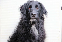 ORSETTONERO, Hund, Mischlingshund in Italien - Bild 5