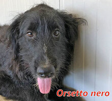 ORSETTONERO, Hund, Mischlingshund in Italien - Bild 6