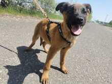 LOUISA, Hund, Mischlingshund in Ungarn - Bild 1