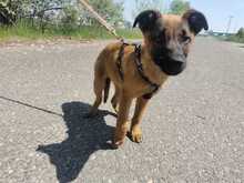 LOUISA, Hund, Mischlingshund in Ungarn - Bild 2