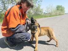 LOUISA, Hund, Mischlingshund in Ungarn - Bild 3