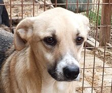 CALON, Hund, Mischlingshund in Rumänien - Bild 1