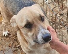 CALON, Hund, Mischlingshund in Rumänien - Bild 2