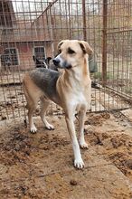 CALON, Hund, Mischlingshund in Rumänien - Bild 3