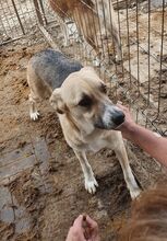 CALON, Hund, Mischlingshund in Rumänien - Bild 4