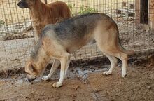 CALON, Hund, Mischlingshund in Rumänien - Bild 5