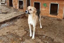 CALON, Hund, Mischlingshund in Rumänien - Bild 6
